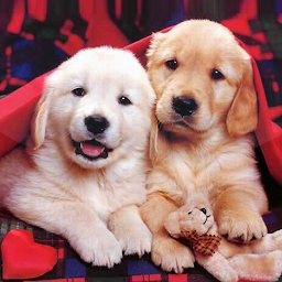 「Puppies Live Wallpaper」圖示圖片