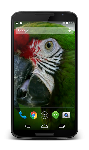 Parrot 3D Video Live Wallpaper Screen 2