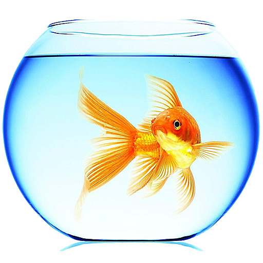 gold fish animated wallpaper