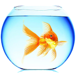 Goldfish Live Wallpaper Apk