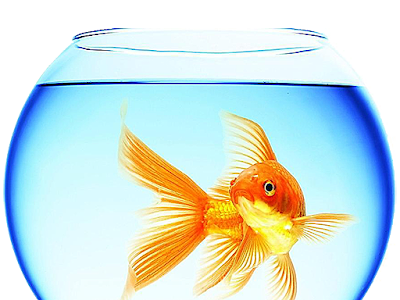 金魚 壁紙 高画質 211477-金魚 壁紙 高画質