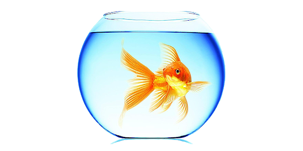 Goldfish Live Wallpaper - Apps on Google Play