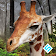 Gigantic Giraffe Simulator icon