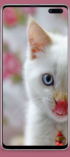 Cute Cat Wallpapers Screen 2