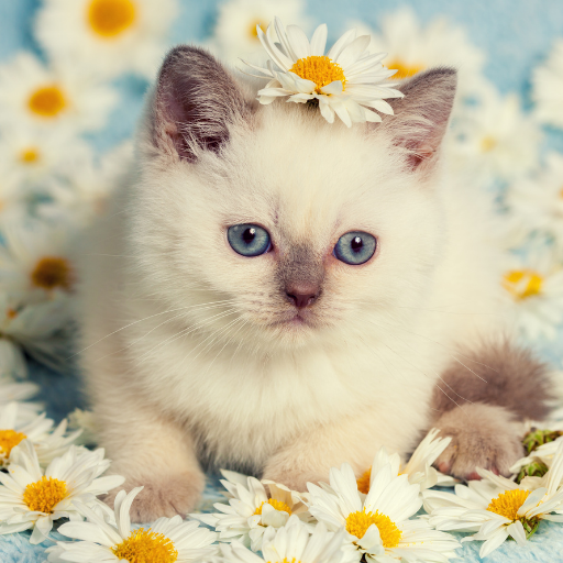 Siamese Cats Stickers Screen 2