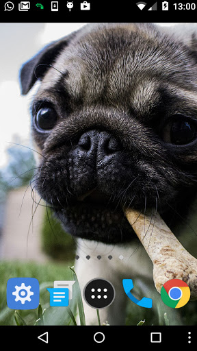 cute pug puppy wallpaper Screen 2