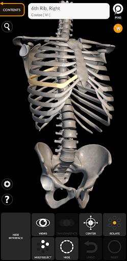 Skeleton | 3D Anatomy screenshot for Android