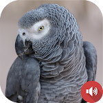 Cover Image of ดาวน์โหลด African Grey Parrot Sounds  APK