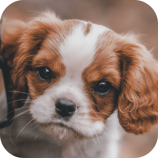 Cute Puppies Video Wallpapers logo