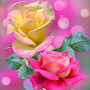 Rose Wallpaper : Flowers