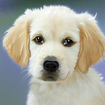 Cover Image of Télécharger The cutest dog in the world 20  APK