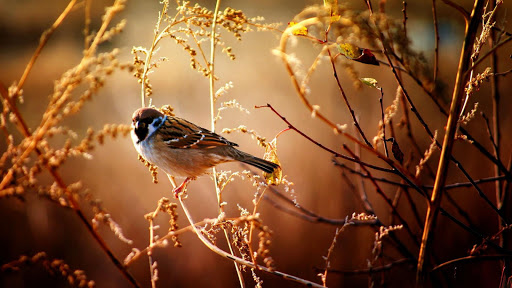 Sparrow. Birds Wallpapers