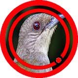 Suara Burung Kapas Tembak Special Mp3 icon