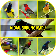 Master Kicau Burung Madu Offline