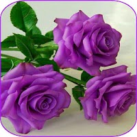 Beautiful flowers and roses pictures Gif