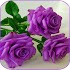 Beautiful flowers and roses pictures Gif13.7.1