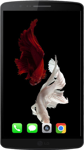 Betta Fish Walpaper Contempora