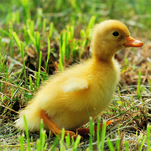 Farm Puzzles Jigsaw Collection Unduh di Windows