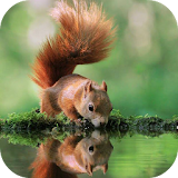 SQUIRREL Wallpapers v3 icon