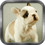 Bulldog Puppy Live Wallpaper icon