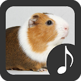 Guinea Pig Sounds icon