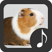 Top 27 Entertainment Apps Like Guinea Pig Sounds - Best Alternatives
