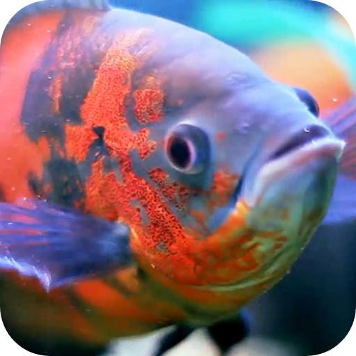 Aquarium Live Wallpaper Download on Windows