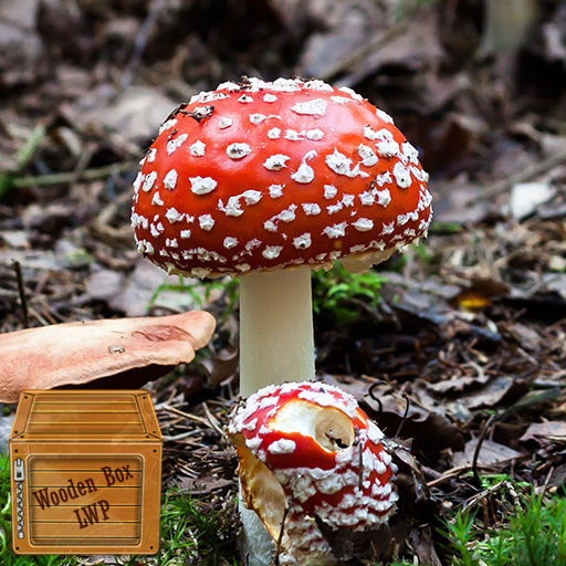 fungus wallpaper logo