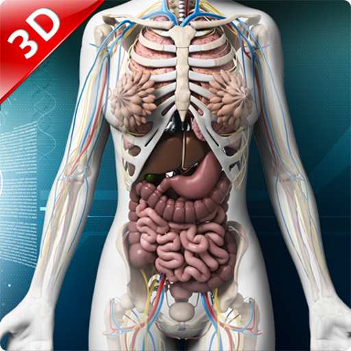Анатомия человека 1. Органы человека. Внутренние органы человека. Скелет человека с внутренними органами. Внустренесье человека.