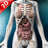 Human anatomy 3D  Organs and