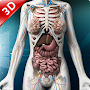 Human anatomy 3D : Organs and 