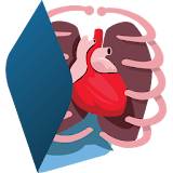 Human Body Anatomy 3D - Free icon