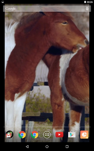 Wild Horses Video Live Wallpap