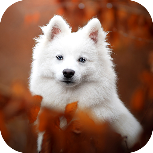Dog Wallpaper 2023 logo