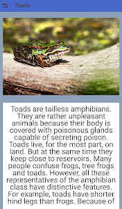 Beautiful amphibians