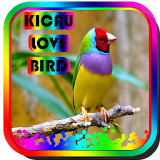 Kicau Love Bird 1 icon