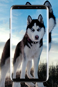 Siberian Husky Wallpapers – Apps bei