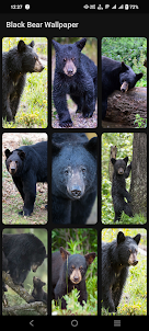 Black Bear Wallpaper