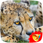Cover Image of डाउनलोड Cheetah Sounds  APK
