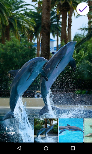 Dolphins Lock Screen