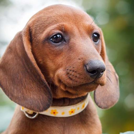 Dachshund Dog Wallpapers logo