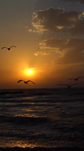 Android application sunset video live wallpaper screenshort