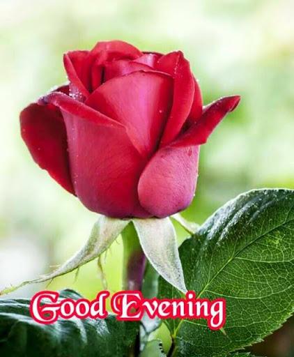 Good evening messages and Gif Screen 3