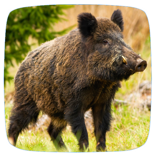 Wild Boar Sounds logo