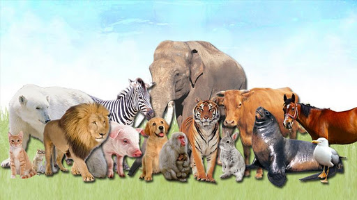 Android application Animals for Kids screenshort
