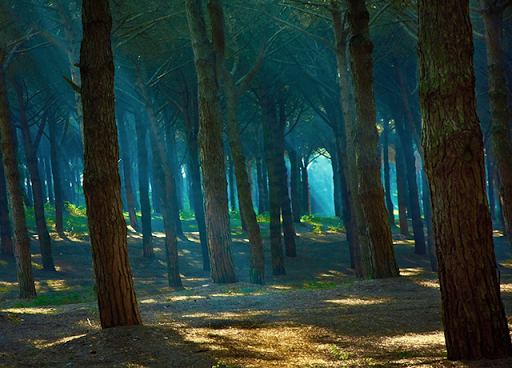 Android application Trip to the Forest screenshort
