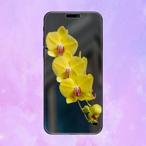 Yellow Orchid Flower Wallpaper Download on Windows