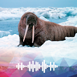 Cover Image of Download Walrus sounds Ringtones  APK