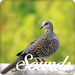 Cover Image of डाउनलोड Spotted Dove Bird Sounds and Ringtone 5.0.0 APK