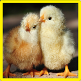 Chick Memory Game icon